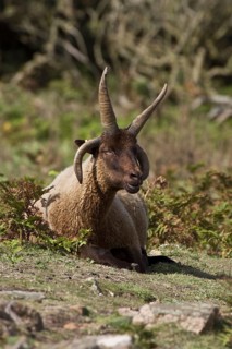 Manx Loaghtan sheep