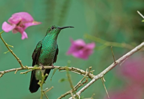 White-vented Plumeleteer