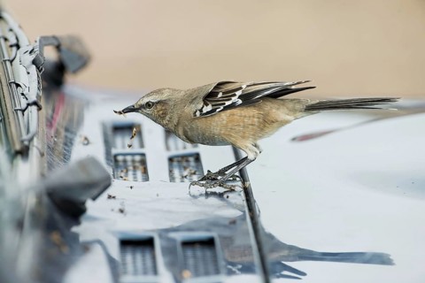 Patagonian mockingbird