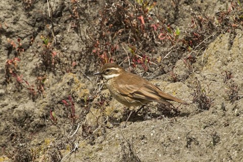 Chestnut-winged Cinclodes