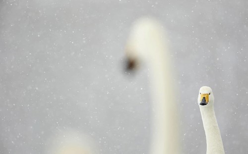Whooper swan