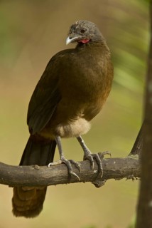 Rufous-vented Chachalaca