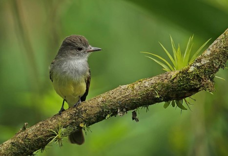 Dark-fronted Flycatcher