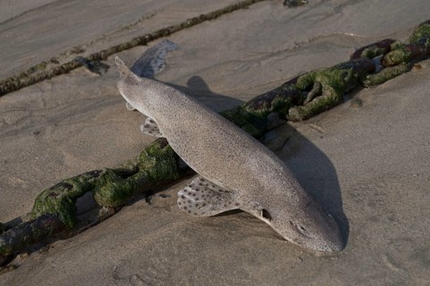Lesser Spotted Dogfish
