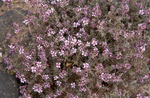 Canary Islands Sea-heath