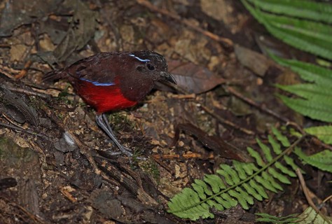 Graceful Pitta