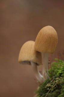 Two mica cap