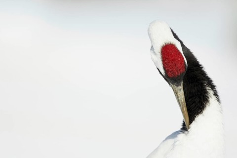 Adult Japanese red-crowned crane