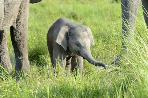 Asian indian elephant