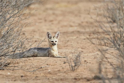 Cape Fox
