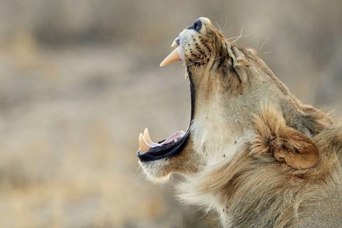 Transalvaal Lion