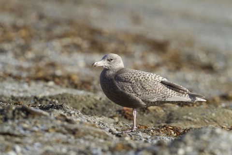 Glaucous Gull