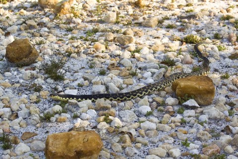 Madagascar Hooked Snake
