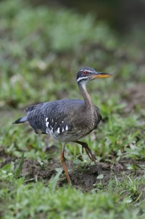 Sunbittern