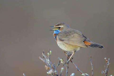 Red-spotted bluethroat