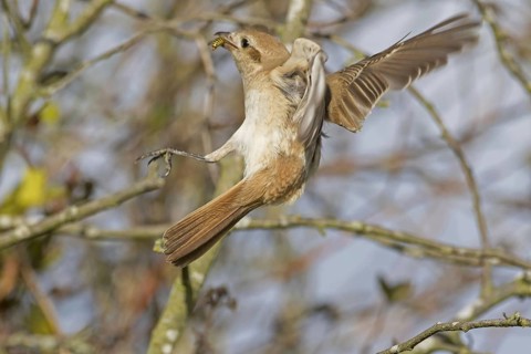 Isabelline Shrike
