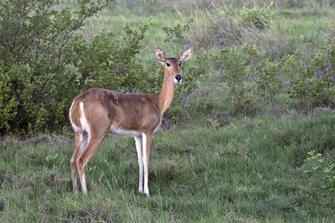 Large Reedbuck