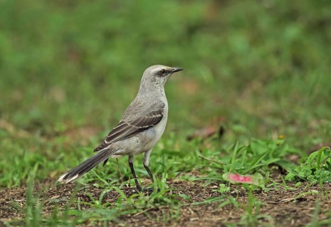 Tropical mockingbird