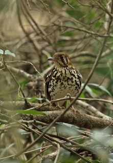 Spotted Thrush