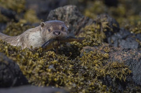 European Otter