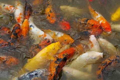 Japanese Koi