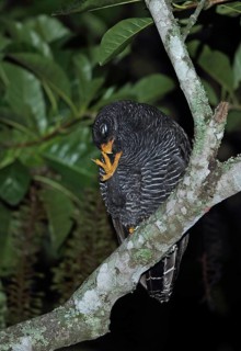 Black banded owl