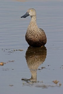 Cape Shoveler