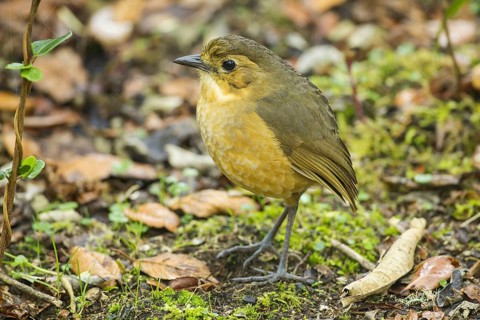 Tawny Antpitta