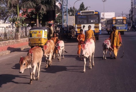 Temple cattles in Visakhapatnam