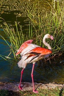 Flamingo