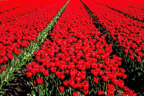 Flowering tulip fields