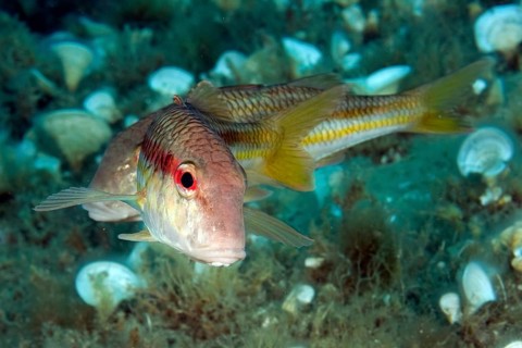 Red mullet Elba