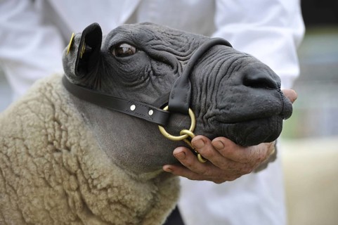 Domestic Sheep