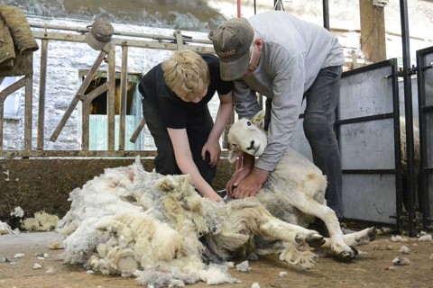 Shearing sheep