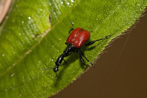 Giraffe weevil