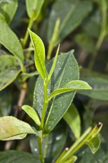 The leaf tip of the tea plant is known as the silver tip