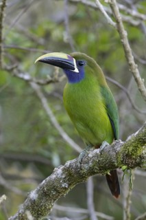 Emerald toucanet