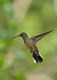 Scaly-breasted Hummingbird