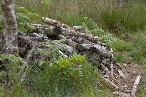 Piles of logs in a woodland clearing used as a wildlife habitat