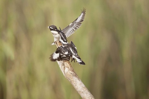 Alcedo rudis