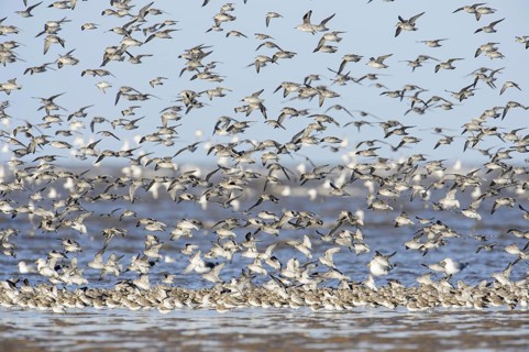 Red knot
