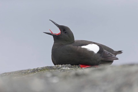 Black guillemot