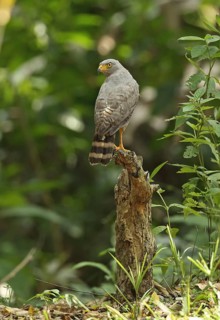 Roadside Hawk