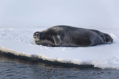 Bearded Seal