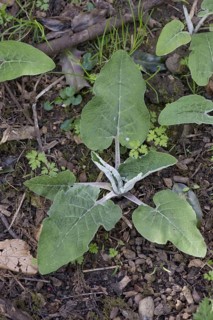 Young burdock