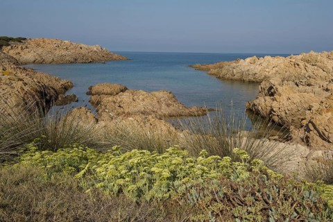 Red rugged granite coast with samphire
