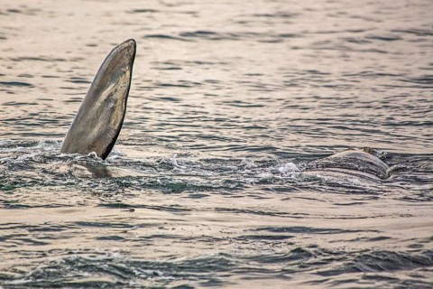 Southern right whale