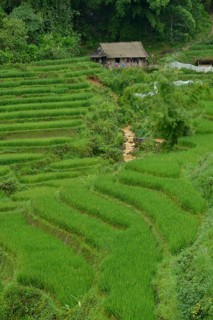 Rice fields
