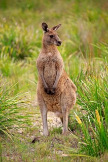 Eastern grey kangaroo