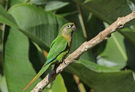 Adult Maroon-bellied Parakeet